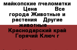  майкопские пчеломатки F-1  › Цена ­ 800 - Все города Животные и растения » Другие животные   . Краснодарский край,Горячий Ключ г.